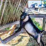 Feriengut Fingerhof 아파트 플라차우