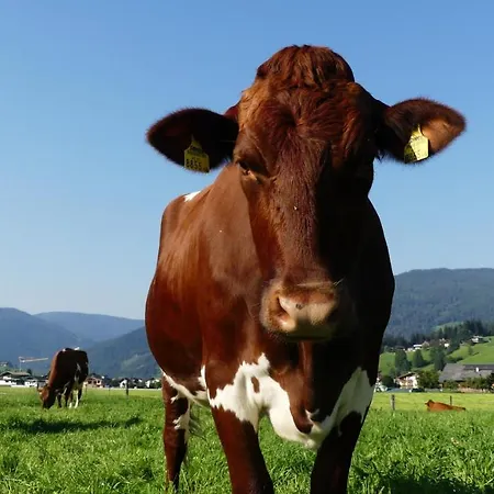 Feriengut Fingerhof Apartment *