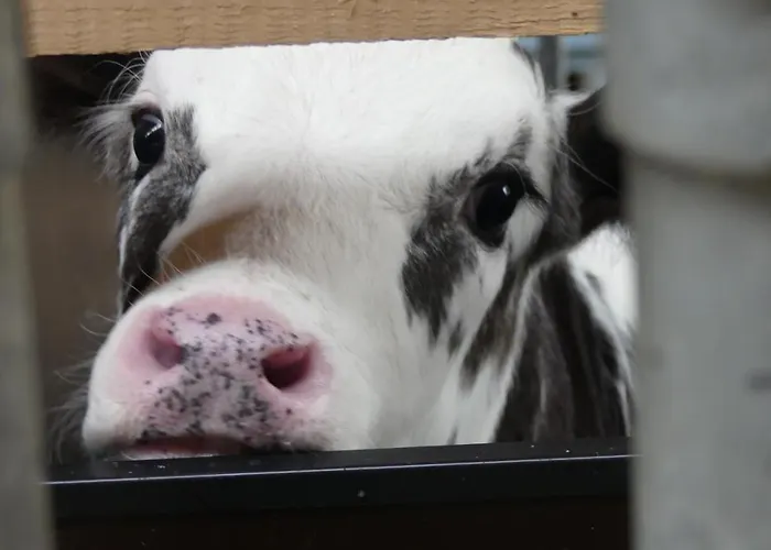 Feriengut Fingerhof Φλαχάου